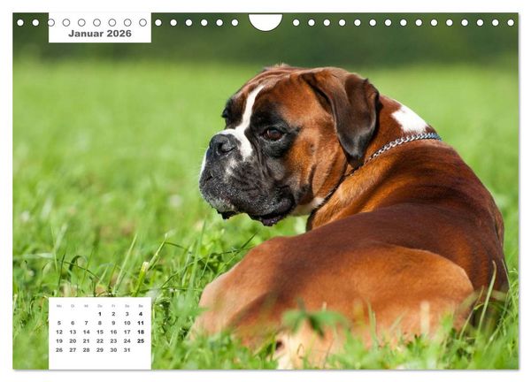 Produktbild: Rassehunde (Wandkalender 2026 DIN A4 quer), CALVENDO Monatskalender