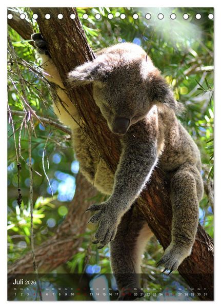 Produktbild: Koalas auf den Pelz ger&uuml;ckt (Tischkalender 2026 DIN A5 hoch), CALVENDO Monatskalender