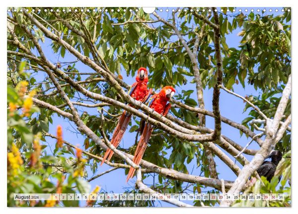 Produktbild: Costa Rica - Tierwelt und Landschaften (Wandkalender 2026 DIN A3 quer), CALVENDO Monatskalender