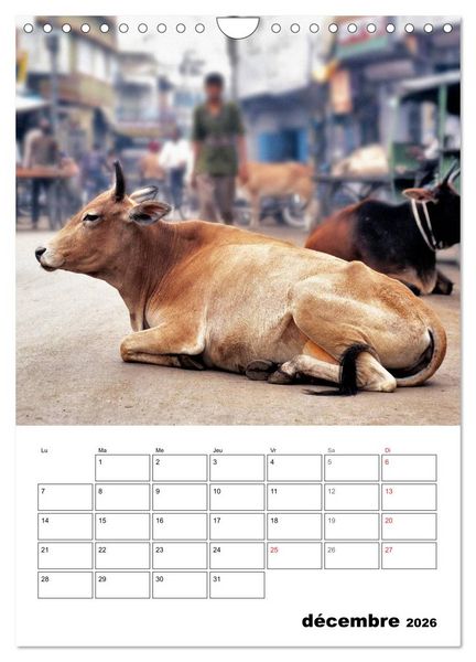 Produktbild: L'Inde du Nord (Calendrier mural 2026 DIN A4 horizontal), CALVENDO calendrier mensuel