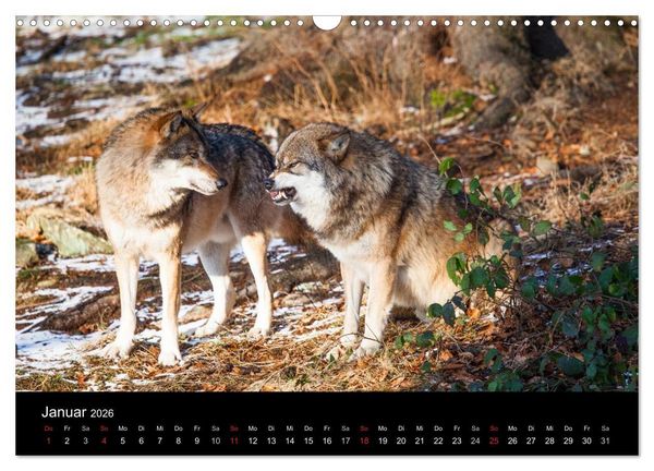 Produktbild: Tierkalender 2026 (Wandkalender 2026 DIN A3 quer), CALVENDO Monatskalender