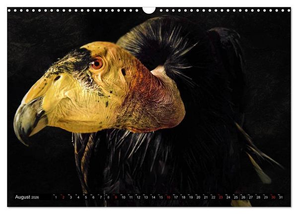 Produktbild: Greifv&ouml;gel (Wandkalender 2026 DIN A3 quer), CALVENDO Monatskalender