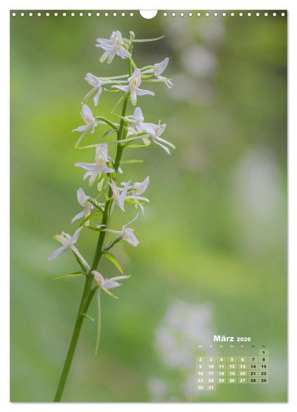 Produktbild: Orchideen in freier Wildbahn (Wandkalender 2026 DIN A3 hoch), CALVENDO Monatskalender