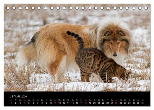 Produktbild: Ziva und ihre Freunde (Tischkalender 2026 DIN A5 quer), CALVENDO Monatskalender