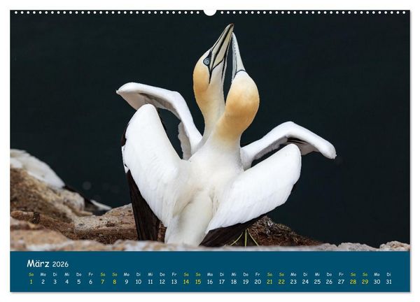 Produktbild: Helgol&auml;nder Basst&ouml;lpel 2026 (hochwertiger Premium Wandkalender 2026 DIN A2 quer), Kunstdruck in Hochglanz