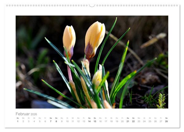 Produktbild: Blumen zart und sch&ouml;n (hochwertiger Premium Wandkalender 2026 DIN A2 quer), Kunstdruck in Hochglanz