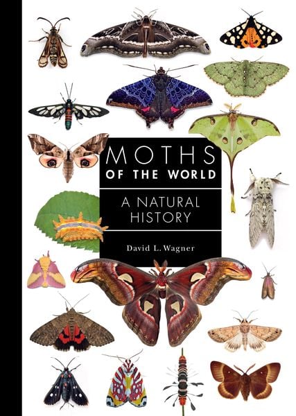 Produktbild: Moths of the World