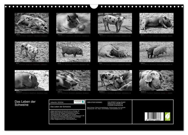 Produktbild: Das Leben der Schweine (Wandkalender 2026 DIN A3 quer), CALVENDO Monatskalender