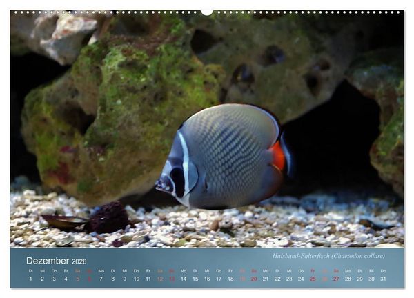 Produktbild: Bunte Riffbewohner - Fische, Anemonen und noch viel mehr (Wandkalender 2026 DIN A2 quer), CALVENDO Monatskalender