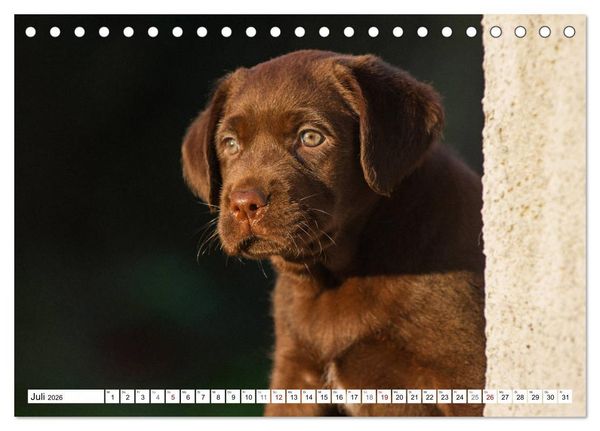 Produktbild: Freund auf 4 Pfoten - Labrador Retriever (Tischkalender 2026 DIN A5 quer), CALVENDO Monatskalender