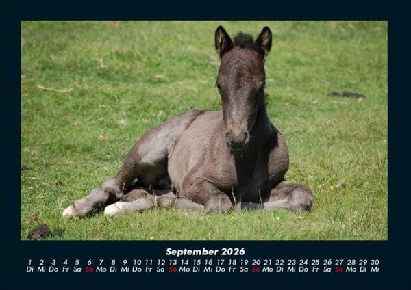 Produktbild: Die Welt der Pferde 2026 Fotokalender DIN A4