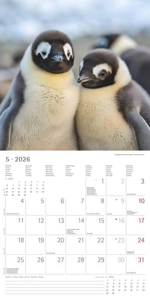 Pinguine 2026 - Broschürenkalender 30x30 cm (30x60 geöffnet) - Kalender mit Platz für Notizen - Penguins - Bildkalender - Wandplaner - Wandkalender