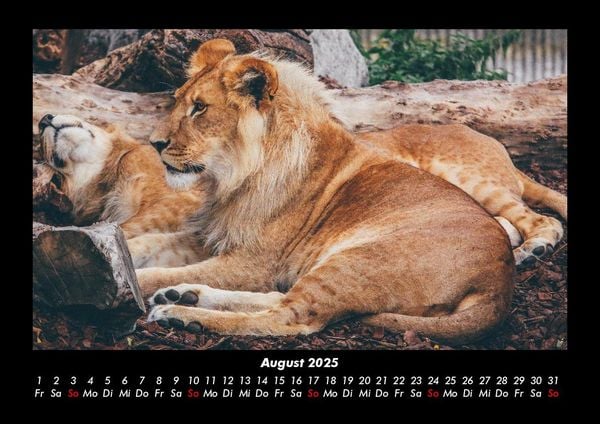 Produktbild: Welt der Tiere 2025 Fotokalender DIN A3