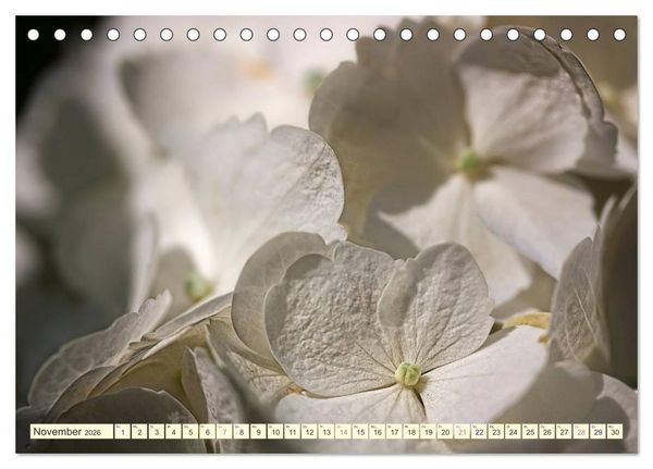Produktbild: Hortensientr&auml;ume (Tischkalender 2026 DIN A5 quer), CALVENDO Monatskalender