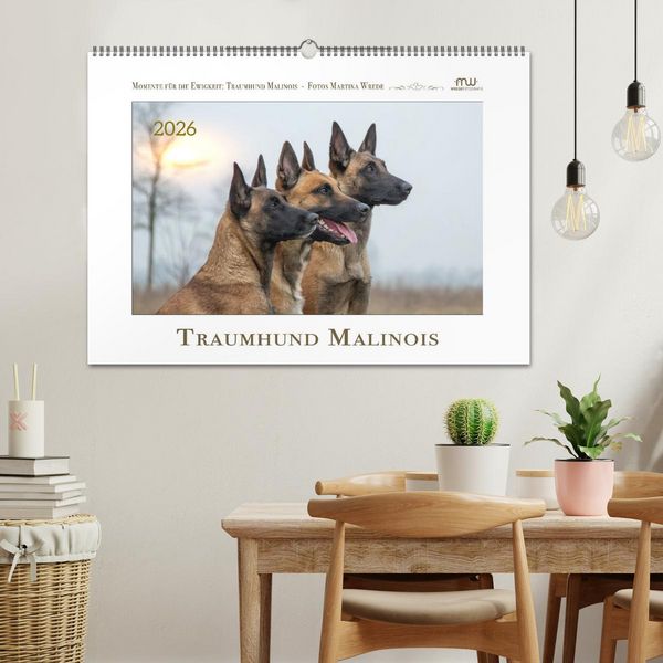 Produktbild: Traumhund Malinois (Wandkalender 2026 DIN A2 quer), CALVENDO Monatskalender