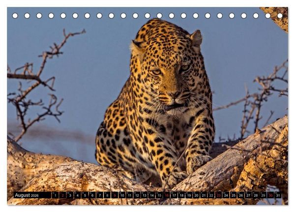 Produktbild: Safari durch das S&uuml;dliche Afrika (Tischkalender 2026 DIN A5 quer), CALVENDO Monatskalender