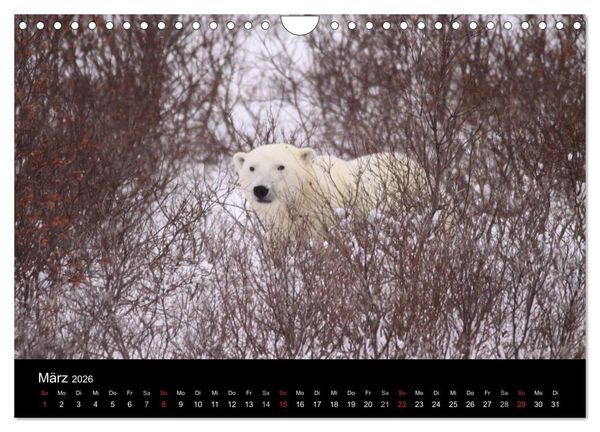 Produktbild: Arktische Tr&auml;ume - Eisb&auml;ren in Kanada (Wandkalender 2026 DIN A4 quer), CALVENDO Monatskalender