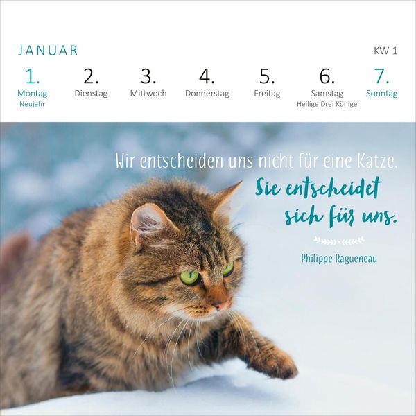 Katzenglück auf Papier: Ausmalbilder, die Freude bringen!