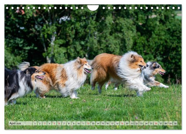 Produktbild: Collie - Das Gl&uuml;ck hat 4 Pfoten (Wandkalender 2026 DIN A4 quer), CALVENDO Monatskalender