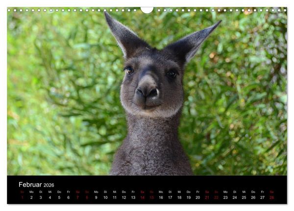 Produktbild: Australian Wildlife (Wandkalender 2026 DIN A3 quer), CALVENDO Monatskalender