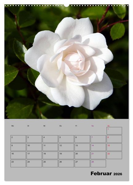 Produktbild: Rosen - Symbol der Liebe und Verehrung (Wandkalender 2026 DIN A2 hoch), CALVENDO Monatskalender