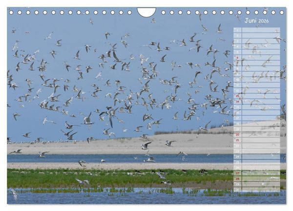Produktbild: Ein Sommer auf Texel (Wandkalender 2026 DIN A4 quer), CALVENDO Monatskalender