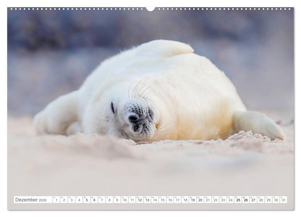 Produktbild: Helgoland - Das Leben auf der D&uuml;ne Helgolands (hochwertiger Premium Wandkalender 2026 DIN A2 quer), Kunstdruck in Hochglanz