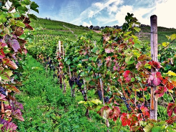 Produktbild: CALVENDO Puzzle Rotweinreben an der Mosel | 1000 Teile Lege-Gr&ouml;&szlig;e 64x48cm Foto-Puzzle f&uuml;r gl&uuml;ckliche Stunden