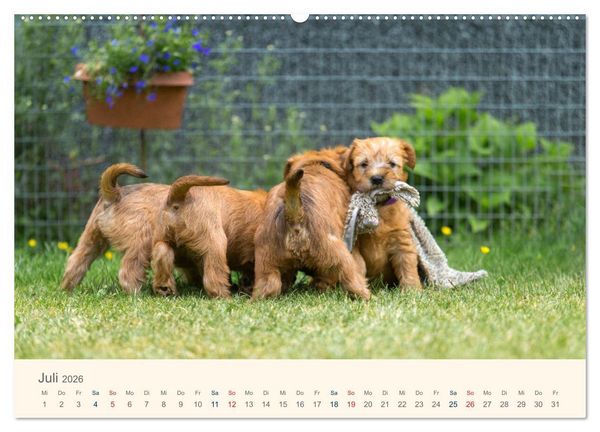 Produktbild: IRISH SOFT COATED WHEATEN TERRIER WELPEN 2026 (Wandkalender 2026 DIN A2 quer), CALVENDO Monatskalender