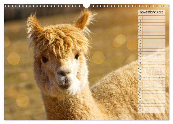 Produktbild: Alpagas, doudous aux coiffures sauvages (Calendrier mural 2026 DIN A3 vertical), CALVENDO calendrier mensuel
