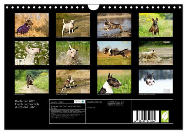 Produktbild: Bullterrier 2026 Frech und fr&ouml;hlich durch das Jahr (Wandkalender 2026 DIN A4 quer), CALVENDO Monatskalender