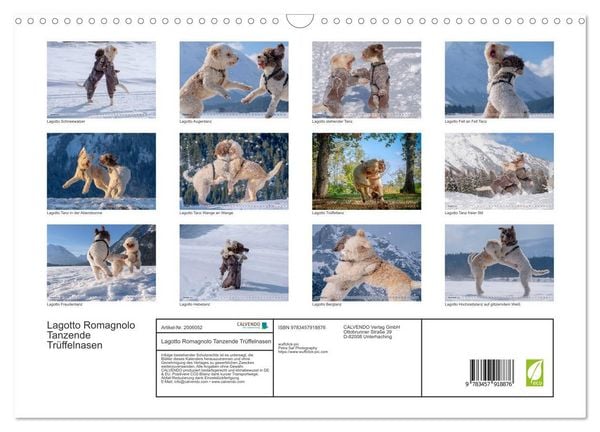 Produktbild: Lagotto Romagnolo Tanzende Tr&uuml;ffelnasen (Wandkalender 2026 DIN A3 quer), CALVENDO Monatskalender