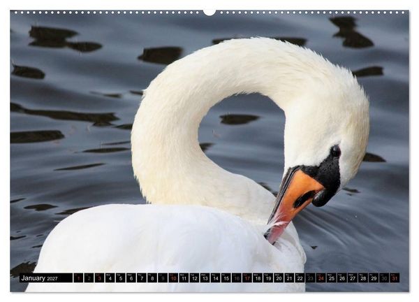 Produktbild: Lovely Water Birds (High Quality Premium Wall Calendar 2027 DIN A2 landscape),CALVENDO 12 Month Wall Calendar