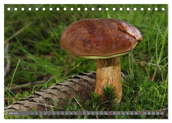 Produktbild: PILZE IM WALD (Tischkalender 2026 DIN A5 quer), CALVENDO Monatskalender