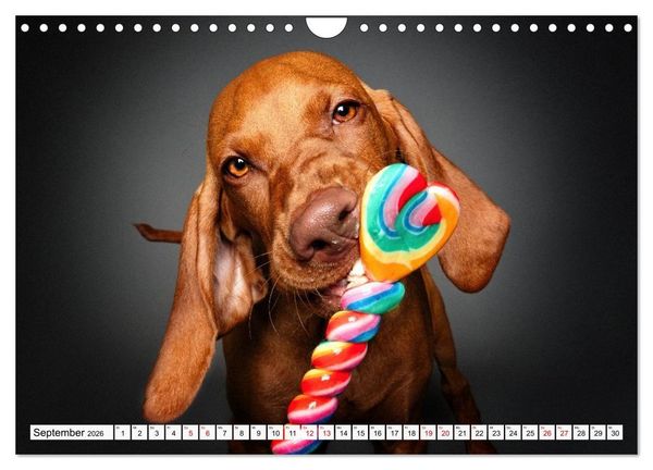 Produktbild: Hunde im Naschparadies (Wandkalender 2026 DIN A4 quer), CALVENDO Monatskalender