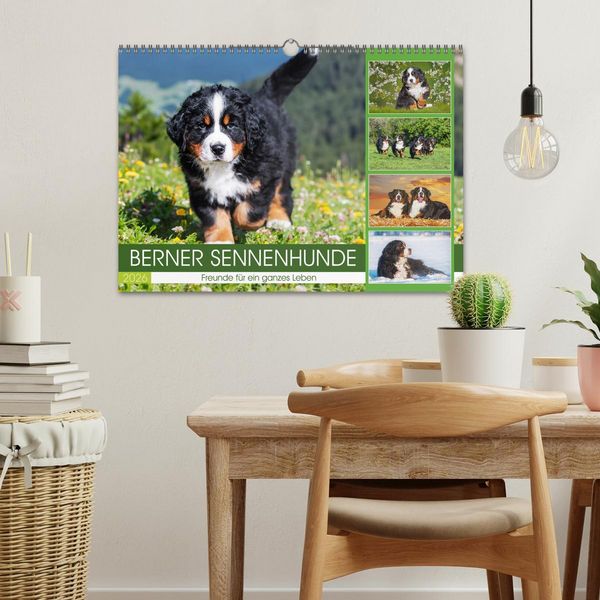Produktbild: Berner Sennenhunde - Freunde f&uuml;r ein ganzes Leben (Wandkalender 2026 DIN A3 quer), CALVENDO Monatskalender