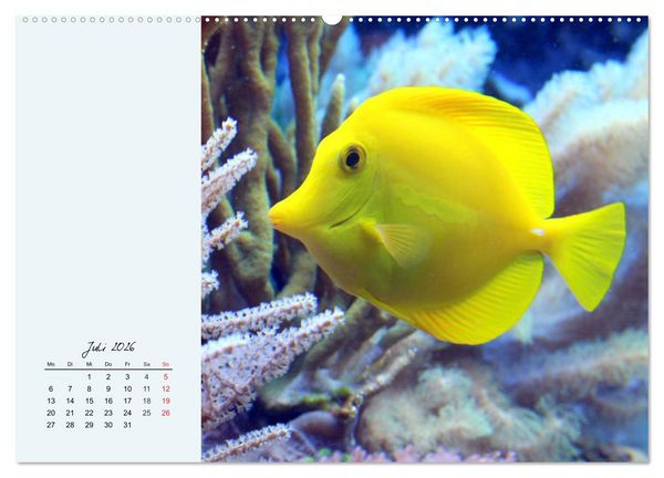 Produktbild: Salzwasseraquarium. Meeresfische im heimischen Wohnzimmer (Wandkalender 2026 DIN A2 quer), CALVENDO Monatskalender