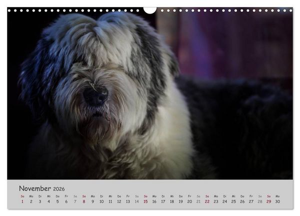 Produktbild: Ein Bobtail namens Miles (Wandkalender 2026 DIN A3 quer), CALVENDO Monatskalender