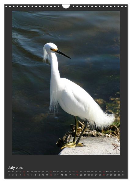 Produktbild: Herons & Egrets (Wall Calendar 2026 DIN A3 portrait), CALVENDO 12 Month Wall Calendar