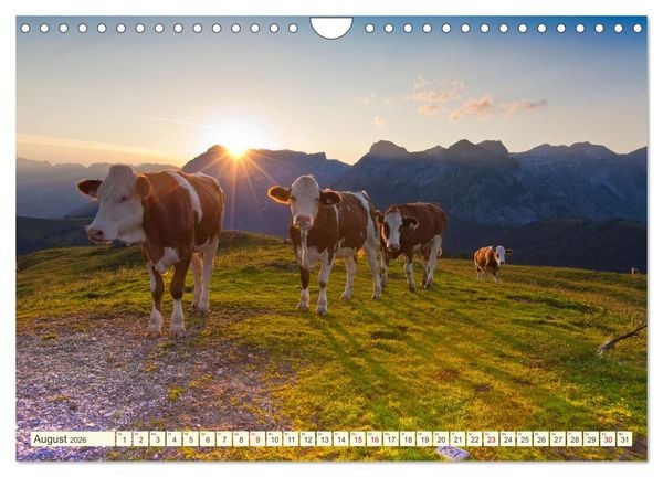 Produktbild: Wir sind die Stars auf der Alm (Wandkalender 2026 DIN A4 quer), CALVENDO Monatskalender