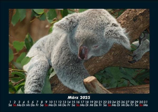 Produktbild: Koala 2025 Fotokalender DIN A5
