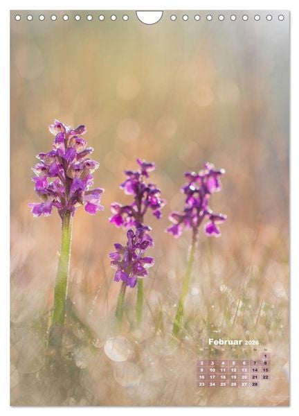 Produktbild: Orchideen in freier Wildbahn (Wandkalender 2026 DIN A4 hoch), CALVENDO Monatskalender