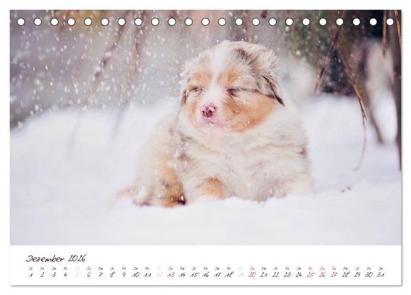 Produktbild: Wunderbare Australian Shepherds (Tischkalender 2026 DIN A5 quer), CALVENDO Monatskalender