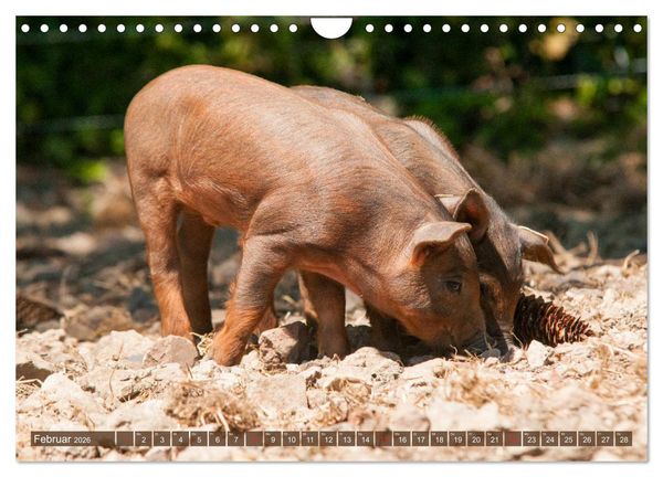 Produktbild: Gl&uuml;ckliche Schweine Berkshire-Iberico Ferkel (Wandkalender 2026 DIN A4 quer), CALVENDO Monatskalender