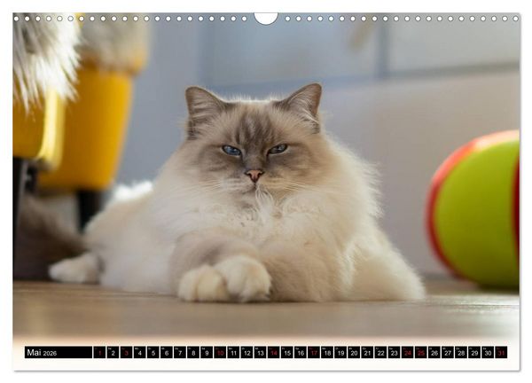 Produktbild: Heilige Birma Katzenkalender (Wandkalender 2026 DIN A3 quer), CALVENDO Monatskalender
