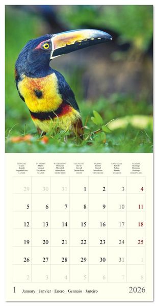 Produktbild: Royaume de nature Costa Rica (Calendrier mural carr&eacute; 2026 30x30 cm) Calendrier double avec une page pour vos prises de notes