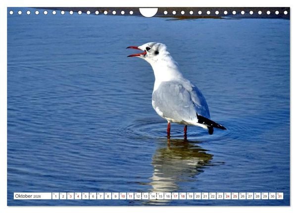 Produktbild: Lachm&ouml;wen an der Ostsee (Wandkalender 2026 DIN A4 quer), CALVENDO Monatskalender