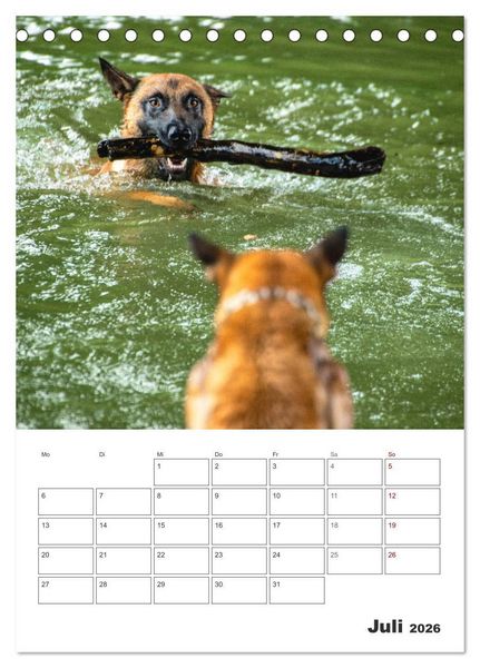 Produktbild: Malinois Power auf vier Pfoten (Tischkalender 2026 DIN A5 hoch), CALVENDO Monatskalender