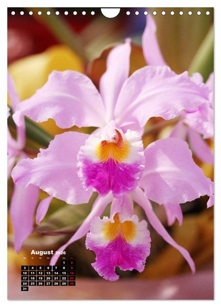 Produktbild: Kleine Orchideensch&auml;tze (Wandkalender 2026 DIN A4 hoch), CALVENDO Monatskalender