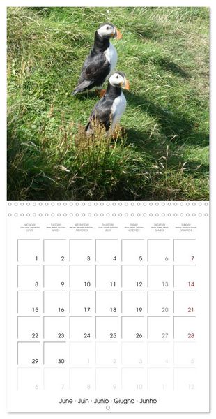 Produktbild: Puffin Pals (Wall Calendar 2026 12 &times; 12 Inch) CALVENDO 12 Month Wall Calendar